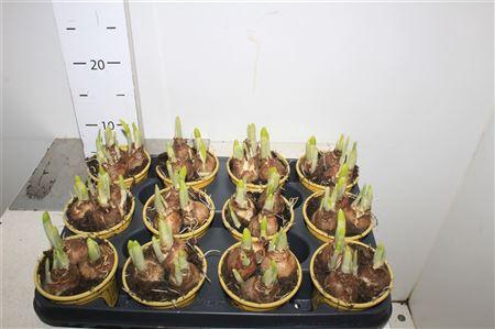 <h4>Narc O Tete A Tete</h4>