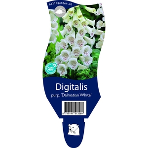 Digitalis   ...