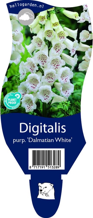 <h4>Digitalis   ...</h4>