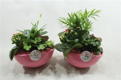 <h4>Sc005 Evelyn Pink</h4>