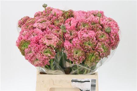 <h4>Ran Pon-pon Alice</h4>