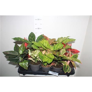 Aglao Gem 8 Srt Exclusief