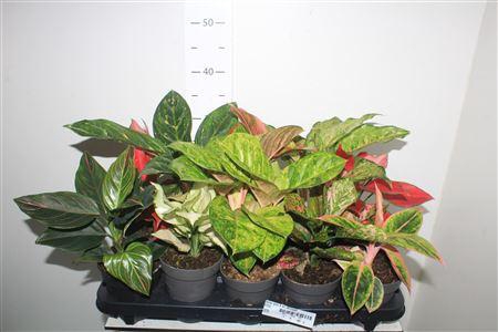 <h4>Aglao Gem 8 Srt Exclusief</h4>