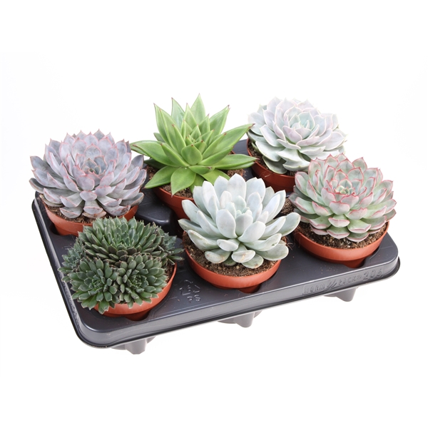 <h4>Echeveria mix</h4>