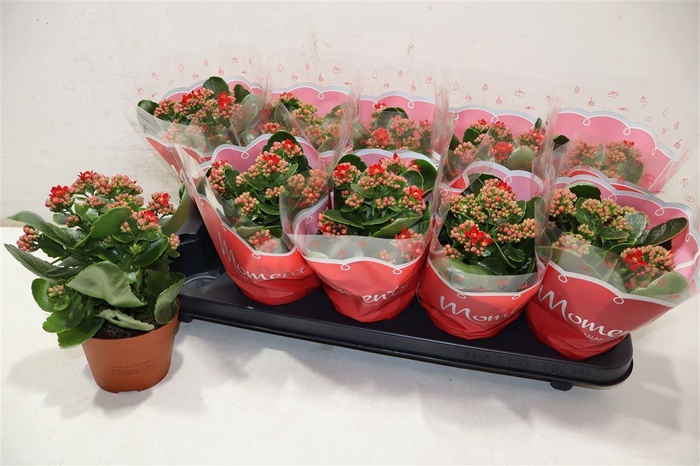 <h4>Kal Ge Secret Red</h4>