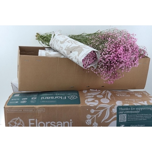 Gy Xlence Pink Tinted 40gr Box