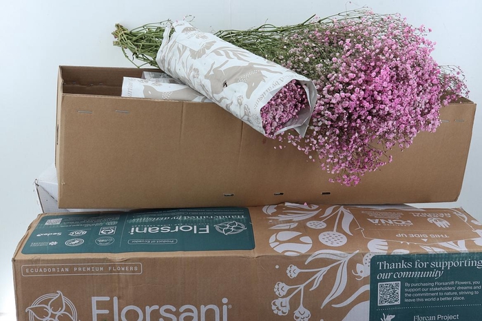 <h4>Gy Xlence Pink Tinted 40gr BOX</h4>