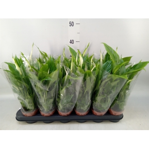 Spathiphyllum  'Chopin'