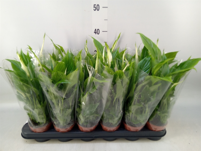 <h4>Spathiphyllum  'Chopin'</h4>