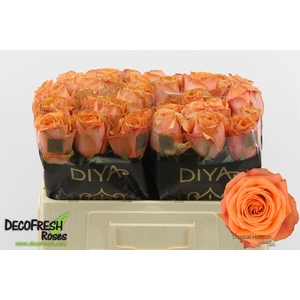 R Gr Tropic Horizon Extra Diya