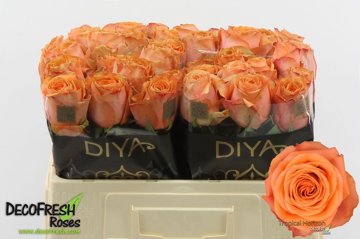 <h4>R Gr Tropic Horizon Extra Diya</h4>
