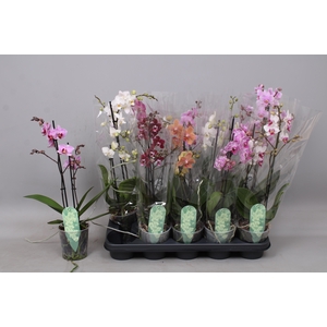 PHAL MF GEM 5 KL