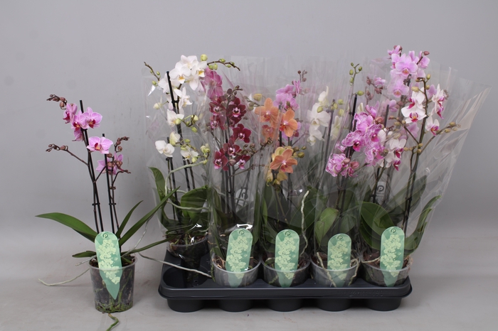 <h4>PHAL MF GEM 5 KL</h4>
