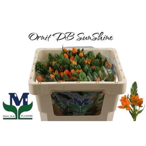 Ornithogalum Sunshine Orange