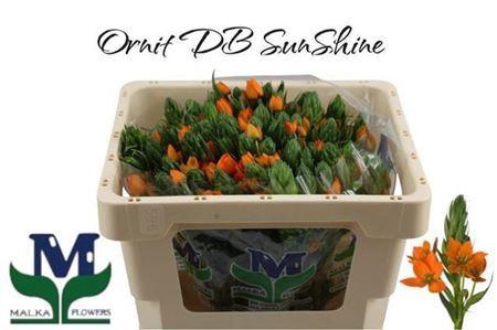 <h4>Ornithogalum Sunshine Orange</h4>