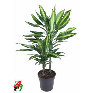 Dracaena Cintho