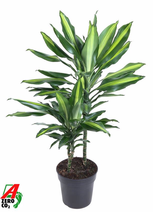 Dracaena Cintho