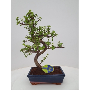 portulacaria afra, 25 cm shape , without drip tray