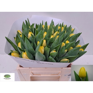 TU EN ANTARCTICA SUN