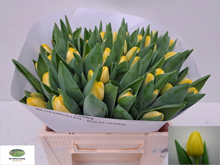 <h4>TU EN ANTARCTICA SUN</h4>