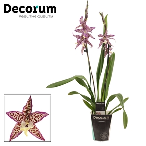 Cambria 2 tak Purple Princess (Decorum)