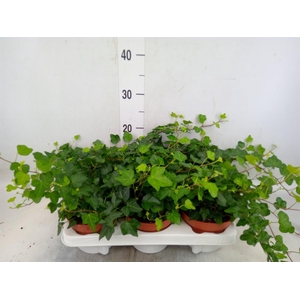 Hedera helix 'Wonder'
