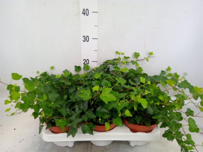 <h4>Hedera helix 'Wonder'</h4>