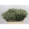 Limonium sinensis Clear Diamond