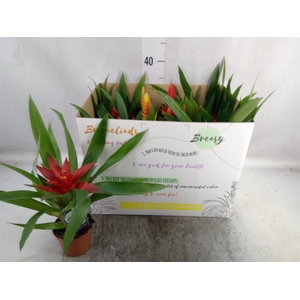 Bromelia   ...mix