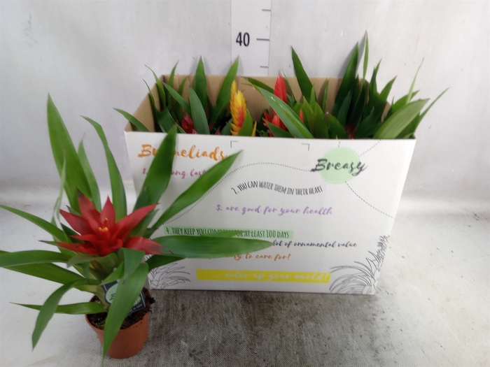 <h4>Bromelia   ...mix</h4>