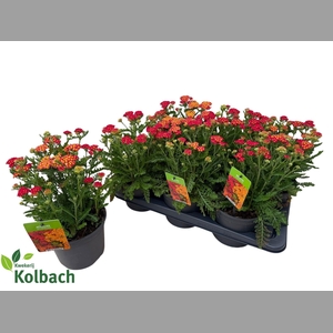 ACHI MILLEFOLIUM