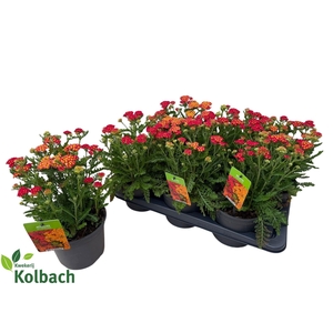 ACHI MILLEFOLIUM
