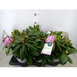 Rhododendron cat. 'Roseum Elegans'