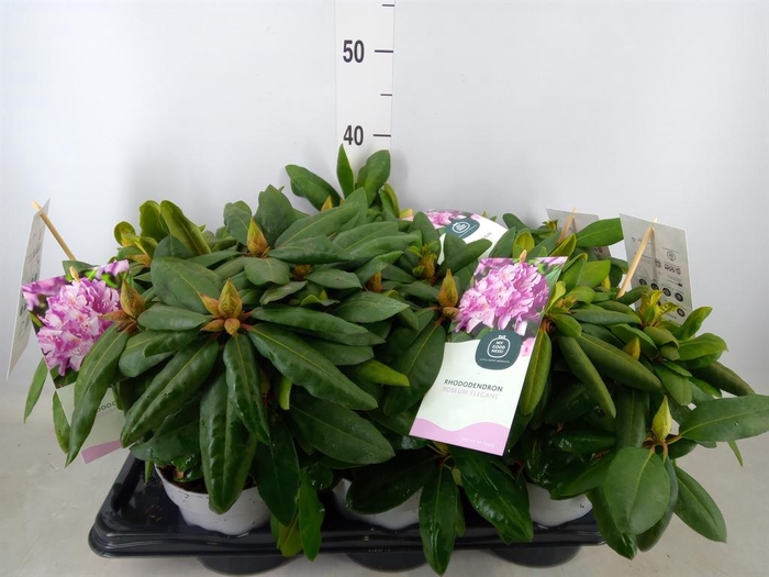 <h4>Rhododendron cat. 'Roseum Elegans'</h4>