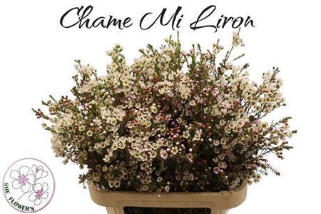 <h4>Chame Mi Liron</h4>