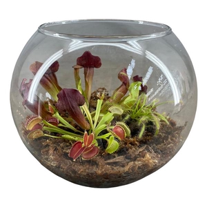 Vleesetende planten in glasbol XL
