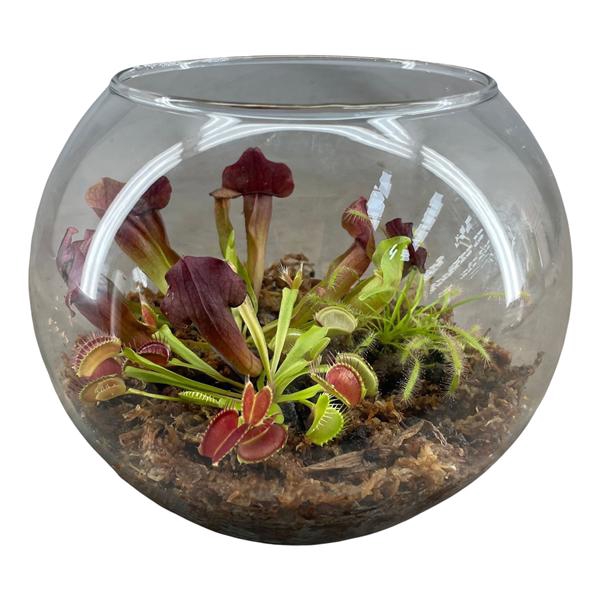 <h4>Vleesetende planten in glasbol XL</h4>