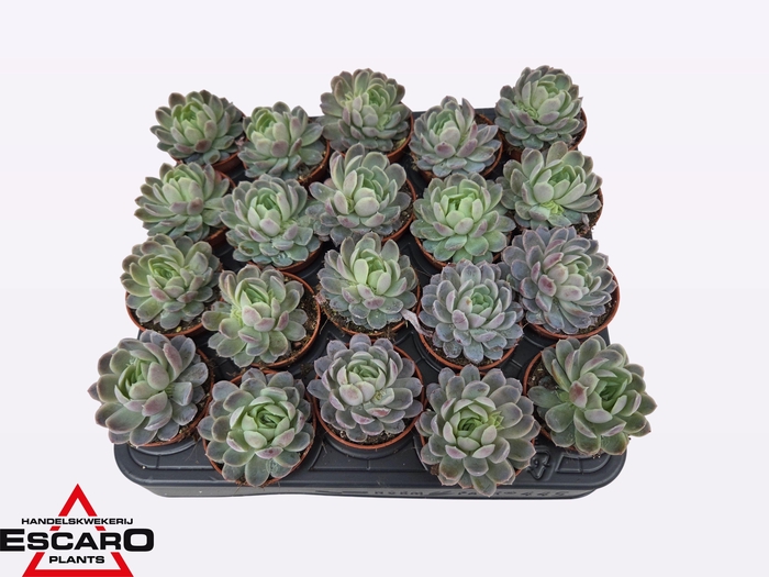 <h4>ECHEV ELEGANS</h4>