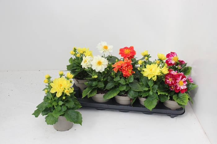 <h4>DAHL L ME GEM</h4>