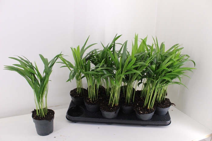 <h4>DYPSIS LUTESCENS</h4>