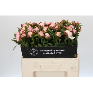 Paeonia Gardenia