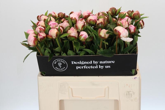 <h4>Paeonia Gardenia</h4>