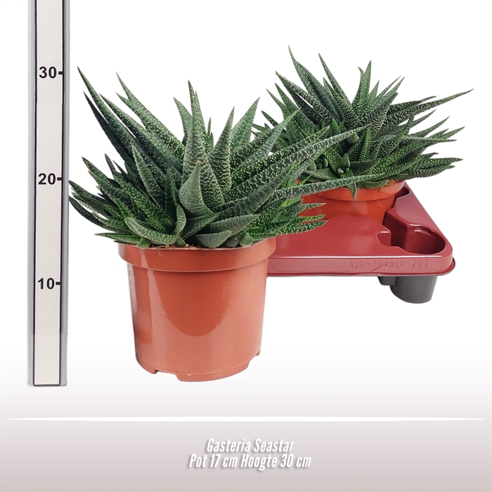 <h4>Gasteria Seastar</h4>