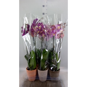 Phalaenopsis   ...mix