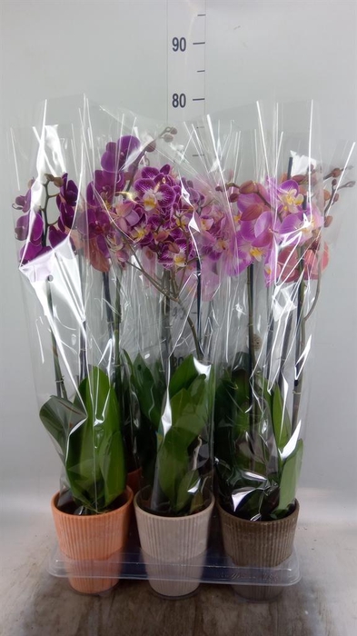<h4>Phalaenopsis   ...mix</h4>