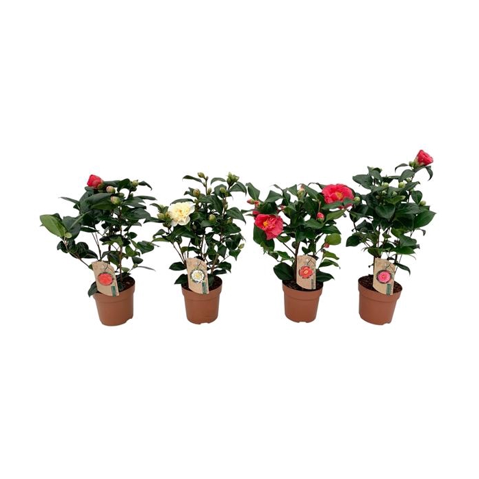 <h4>camellia 3 kleuren mix 10-15 knoppen</h4>