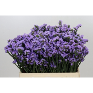 Limonium Sinuatum Donau Birds