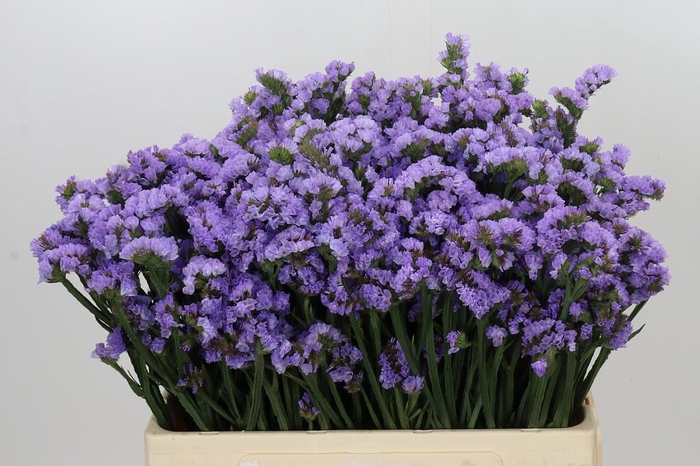 <h4>Limonium Sinuatum Donau Birds</h4>