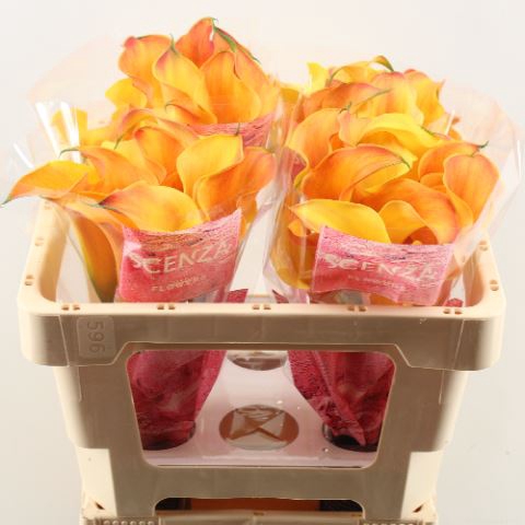 <h4>Calla Captain Odeon</h4>