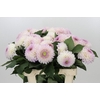 Dahlia Pink Pearl